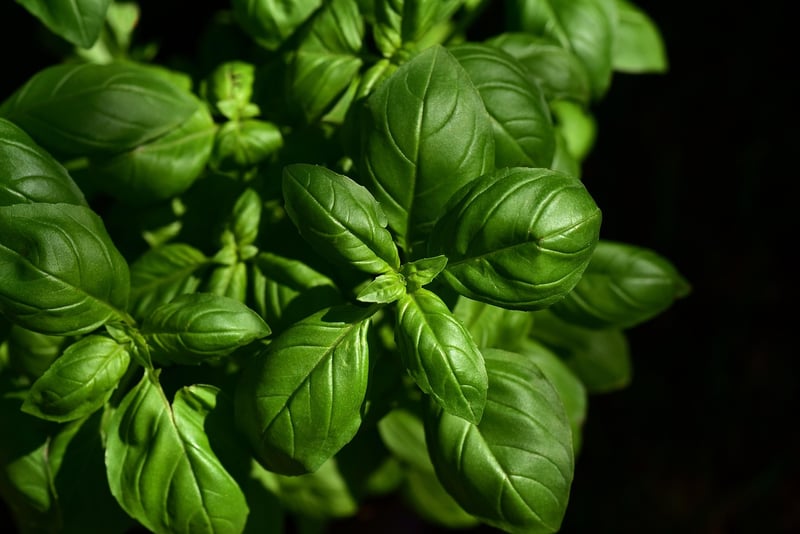 Kitchen Herbs